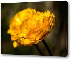  Жёлтый тюльпан
