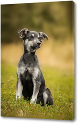    Cute and alert black puppy sitting in lush green grass