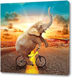    Слон на велосипеде