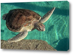  turt-06011002-1