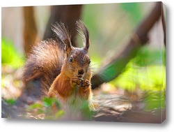  Red squirrel sitting on a tree branch in winter forest and nibbling seeds on snow covered trees background.