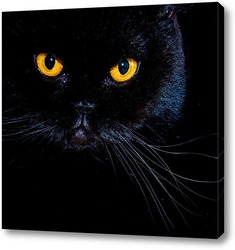   Картина Черный кот