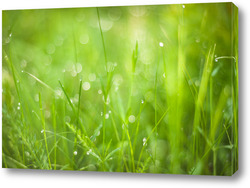   Картина Зеленая трава на луговом поле