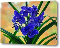   Картина Орхидея ванда