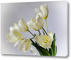   Картина Белые тюльпаны