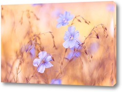   Картина луговые голубые цветы
