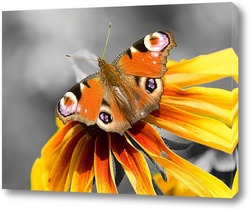    Бабочка на желтом