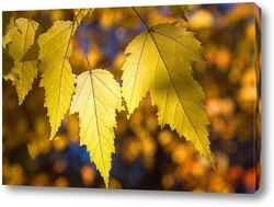   Картина Осенние, жёлтые листья клёна