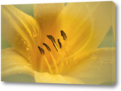   Картина Цветок жёлтой лилии