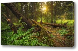   Картина Утро в лесу