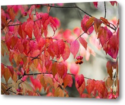   Картина Осенний цвет бересклета