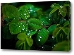   Картина Листья клубники после дождя