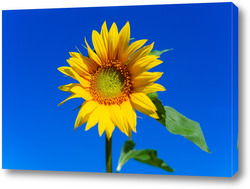    Beautiful landscape with sunflower field over blue sky. Nature concept..	