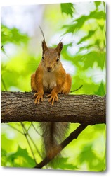  Red squirrel sits in the grass.