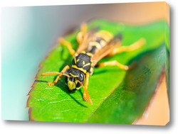   Картина The wasp is sitting on green leaves. The dangerous yellow-and-black striped common Wasp sits on leaves	
