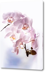    Нежные орхидеи 2
