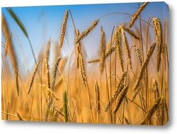   Картина Колосья пшеницы