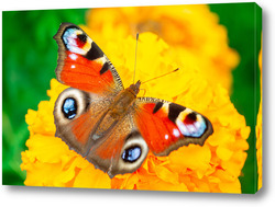   Картина European peacock butterfly (Aglais io). Copy space