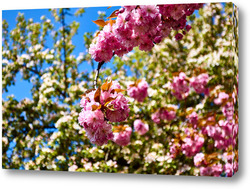   Картина Розовые цветы на фоне яблочного цвета