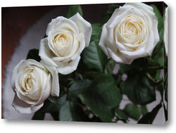   Картина белые розы