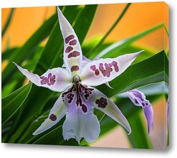   Орхидея-паучок