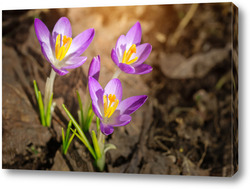   Картина Purple Crocus Flowers in Spring. High quality photo..	
