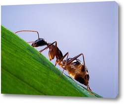    Янтарный муравей