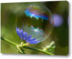   Картина Мыльный пузырь на цветке василька