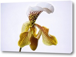   Картина Орхидея Пафиопедилюм Принц крупным планом