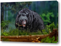    Медведь в лесу