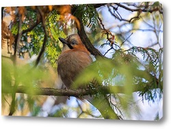  Blackbird (Turdus Merula) singing in a tree
