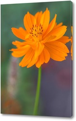   Картина Оранжевые цветы