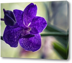   Картина Орхидея ванда синяя