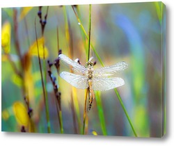  Червонец непарный (Lycaena dispar)