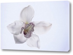    Цветок орхидеи цимбидиум