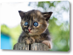    A small kitten on the fence