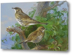   Картина Певчие птицы дрозды