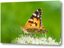   Картина Butterfly on blossom flower in green nature.