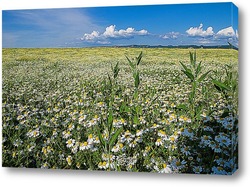   Картина И целое поле ромашек