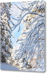 Ветвь дерева, покрытая снегом