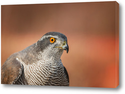    Northern Goshawk (Accipiter gentilis) - adult