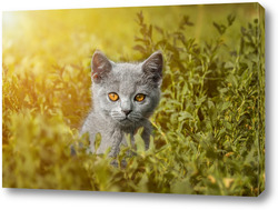  Картина Британская кошка прогуливается по зеленой траве.