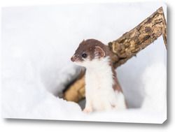  Red squirrel sitting on a tree branch in winter forest and nibbling seeds on snow covered trees background.