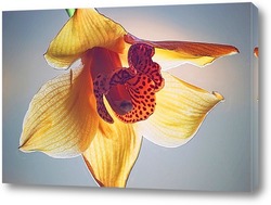  Ветка орхидеи Золушка