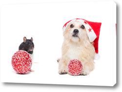  cute red with white dog mongrel on a winter background