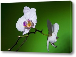   Картина орхидеи 