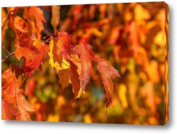  Осенние листя деревьев