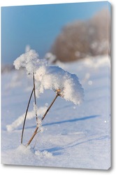   Картина Соцветие борщевика с хлопьями снега