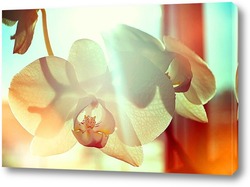    Орхидея в лучах утреннего солнца