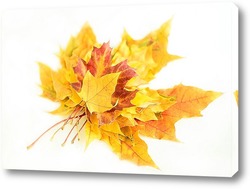   Картина Осенние листья клена на белом